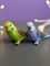 Молд попугайчик(Одна штука)🦜 2621